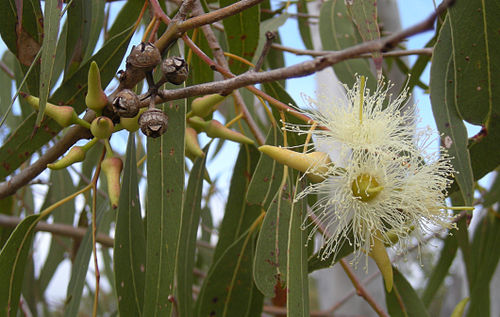 Eucalyptus tereticornis